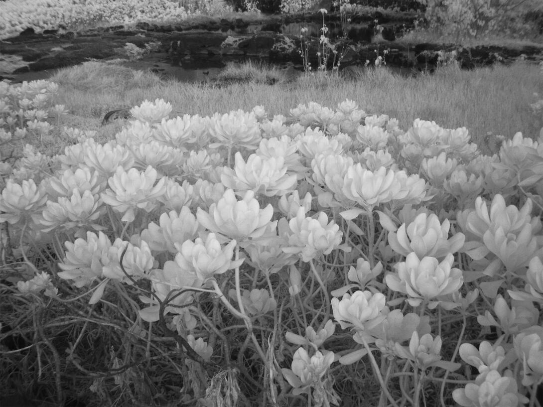 Honaunau by Jackie Rancourt