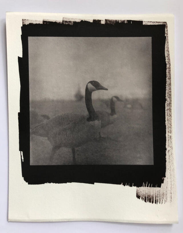 Canada Geese by Frank Lepre