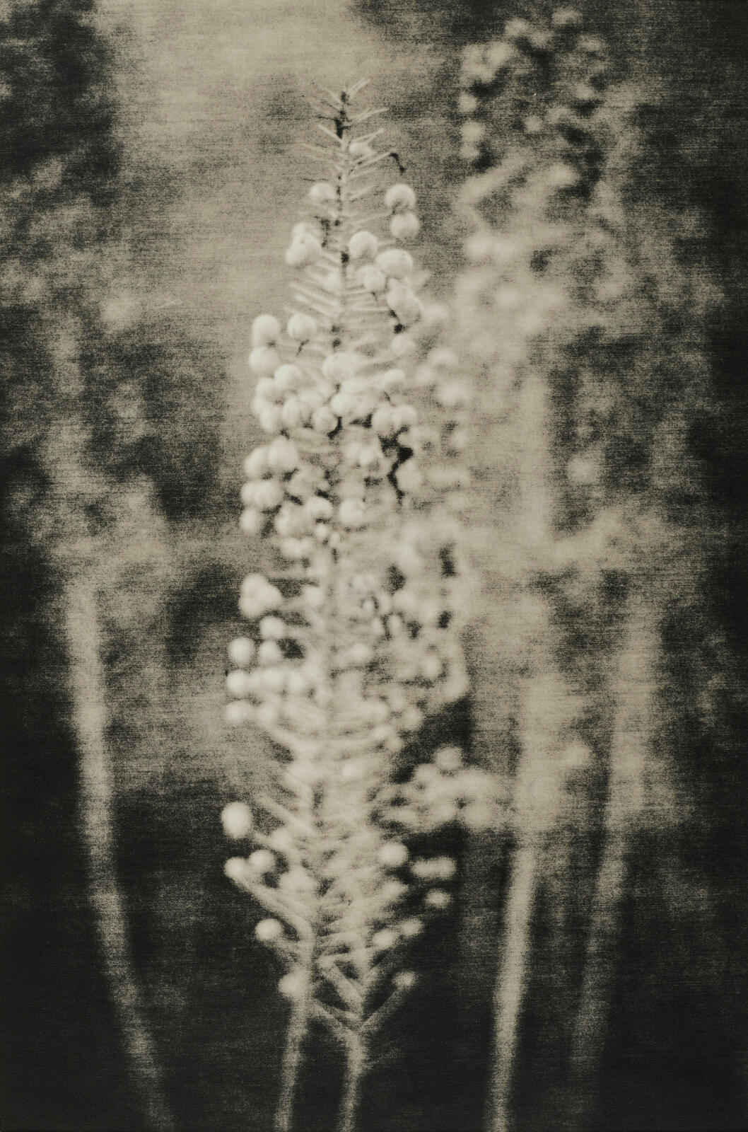 Untitled by Kamelia Pezeshki